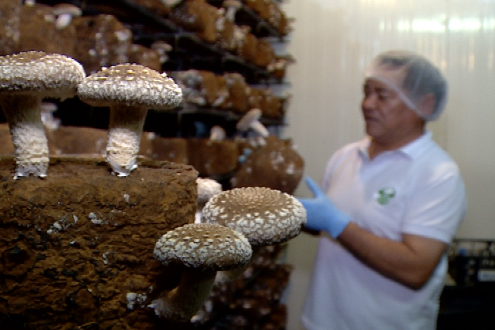 Curso de Cultivo de Cogumelo Shiitake em Blocos Axênicos - Modulo I  Gratuito 