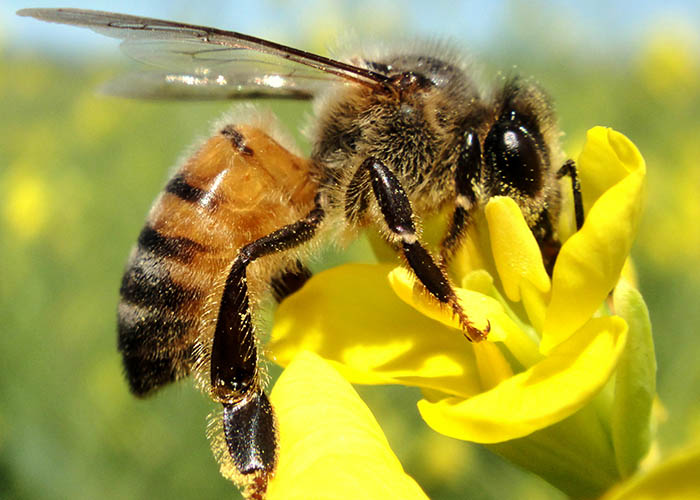 abelha para polinização