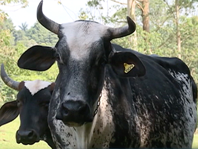 vaca e boi pecuária