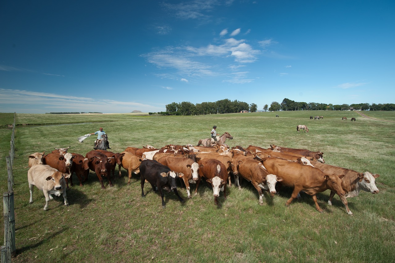 cattle-1600877_1280