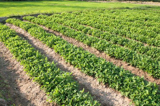 Plantação de amendoim