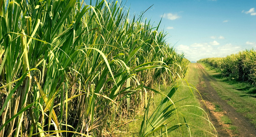 plantação de cana sem incêndio