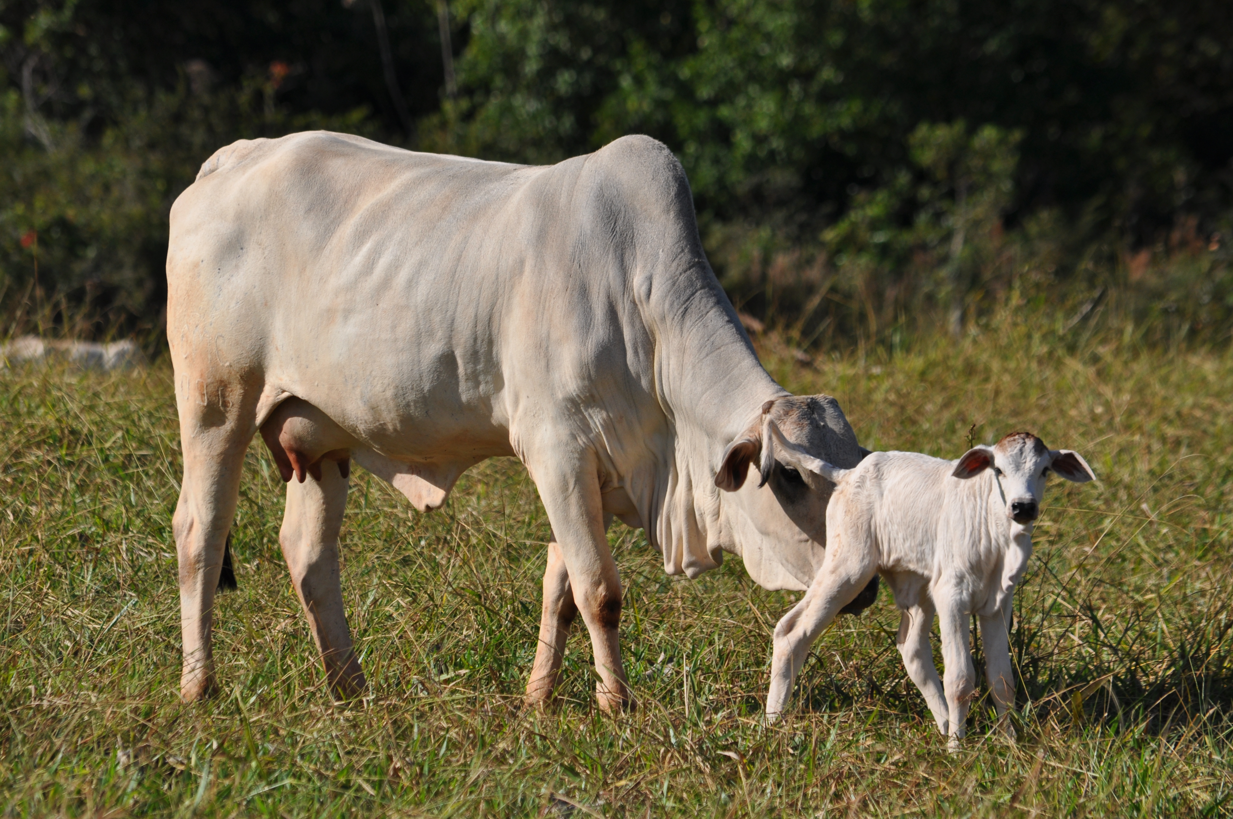 Vacas secas