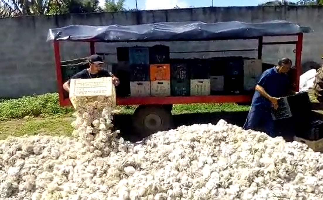 Aoki Cogumelos - Venda direta do produtor. Cultivo e distribuição