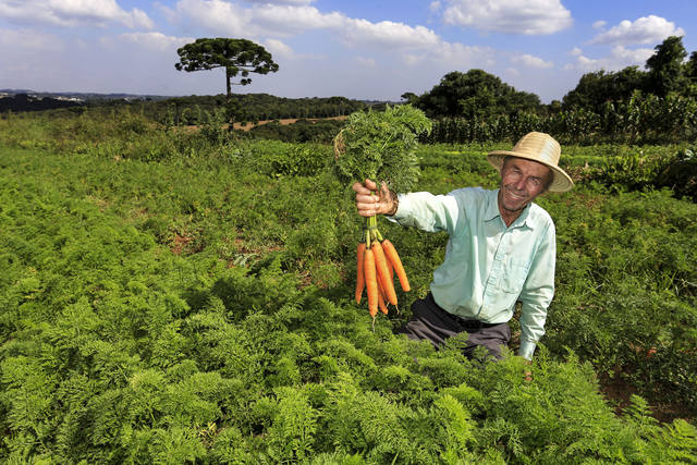 Ludovico Carachenski, agricultor e proprietário do Sítio São Luiz na Colônia Figueiredo em Campo Largo.
Campo Largo, 10-04-15.
Foto: Arnaldo Alves - ANPr.