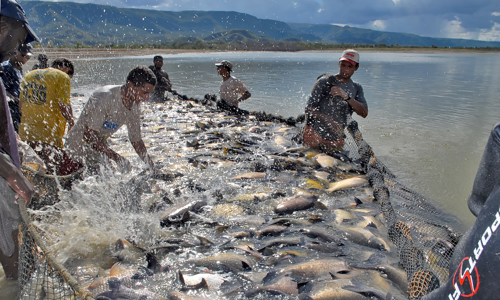 Peixes