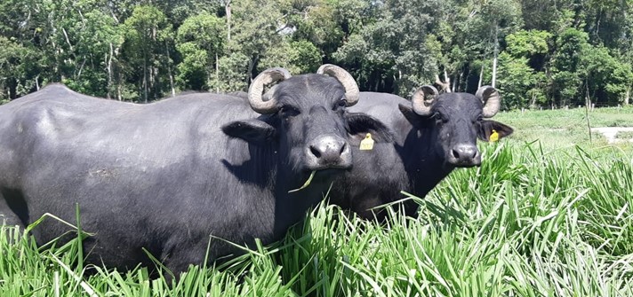 leite-bufala-SAA-2020
