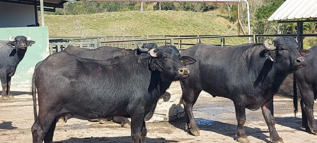 bufalos no campo com gramdo verde ao fundo