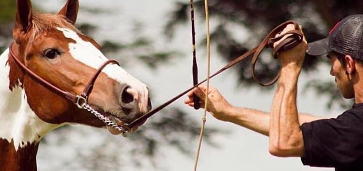 imagem de uma doma racional de cavalo marrom e um homem segurando as rédeas