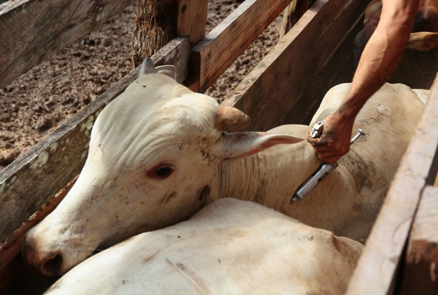 bovinos na erradicação da vacina