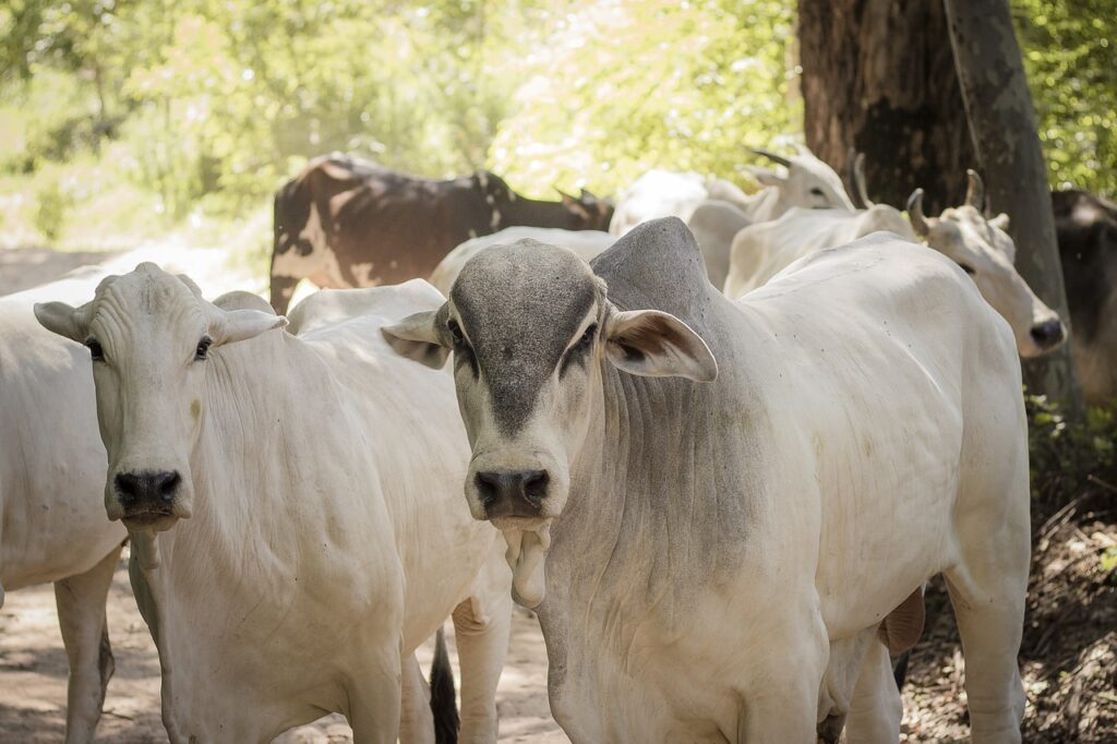 gestão pecuaria