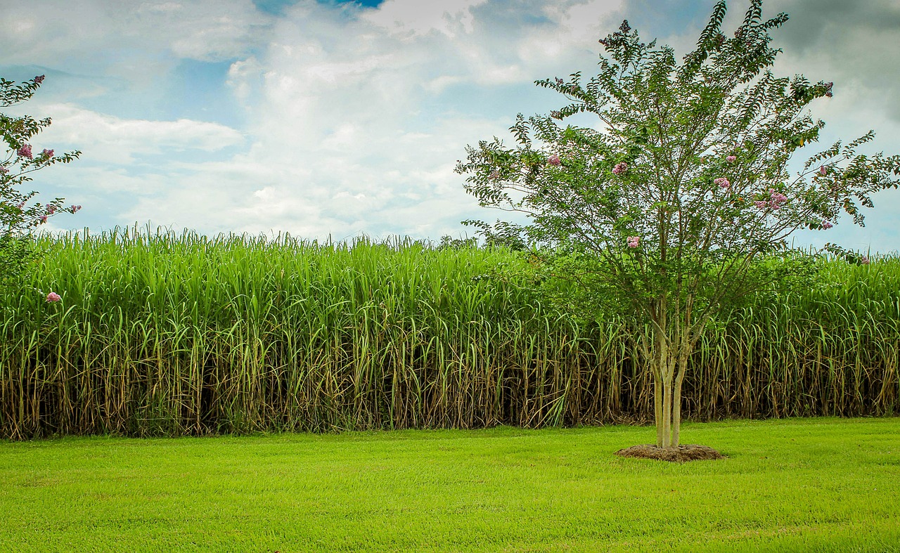 plantação cana-de-açucar