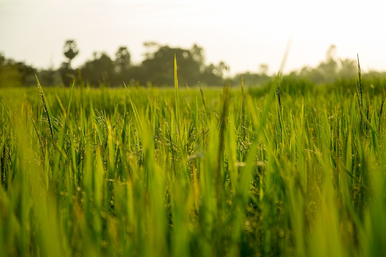 agricultura-crescimento-sustentavel