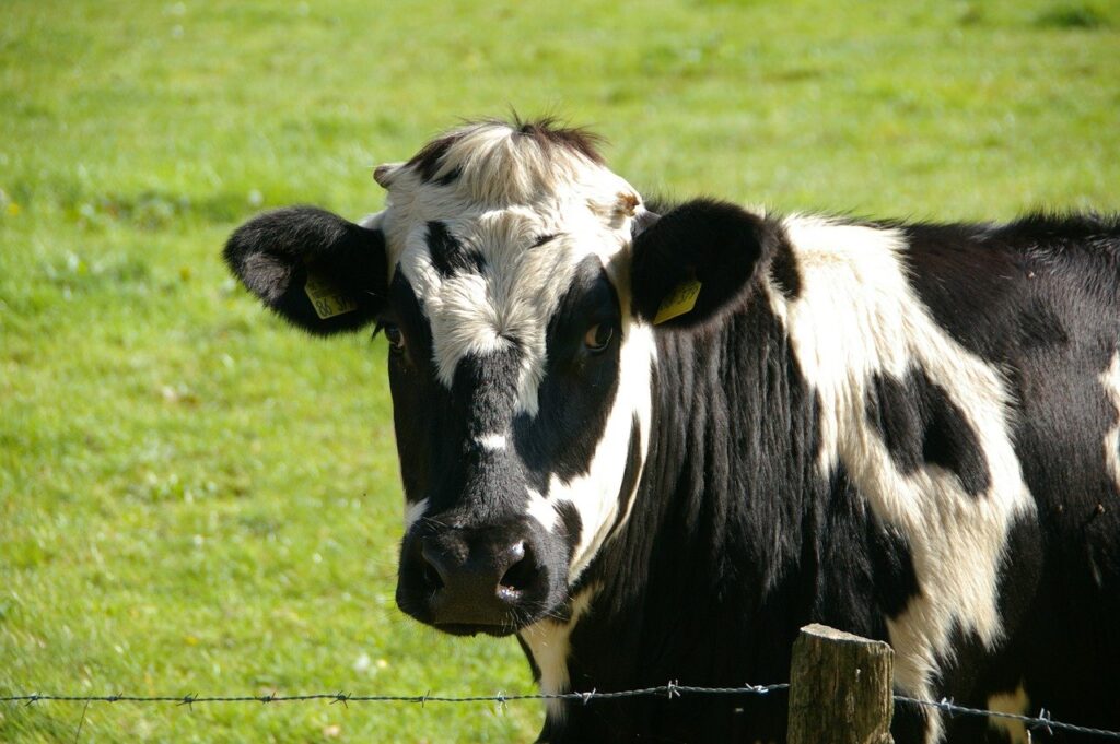 vaca malhada em preto e branco de perfil com pasto verde ao fundo