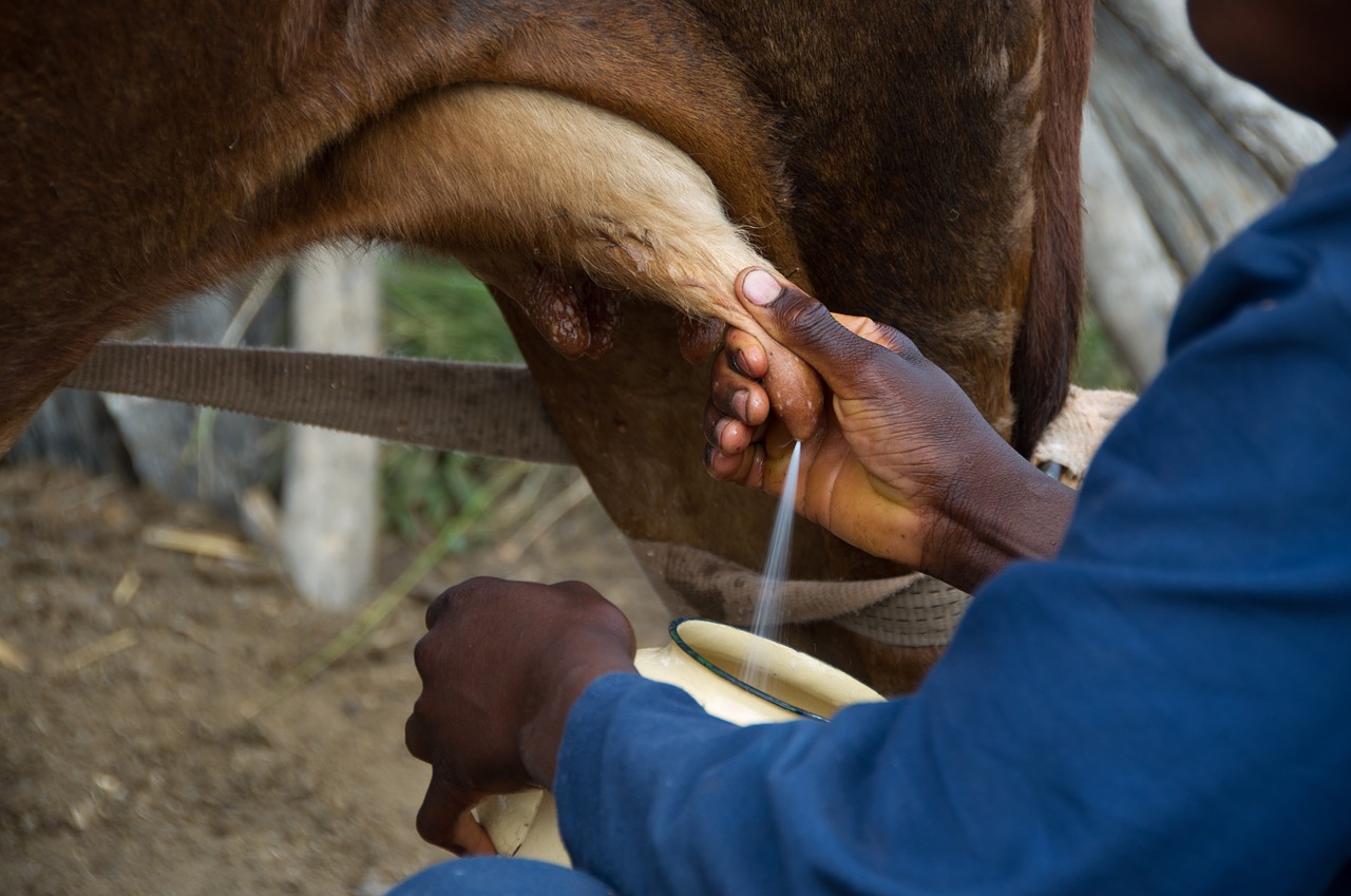 Fazendeiro tirando leite de vaca marrom