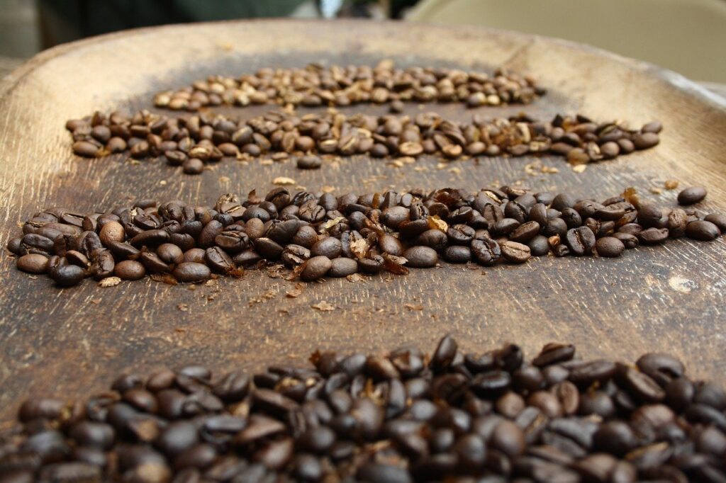 Três carreiras de grãos de café de cafeicultor de Caconde