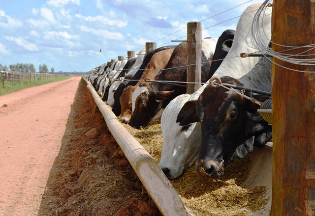 dieta pecuaria leiteira