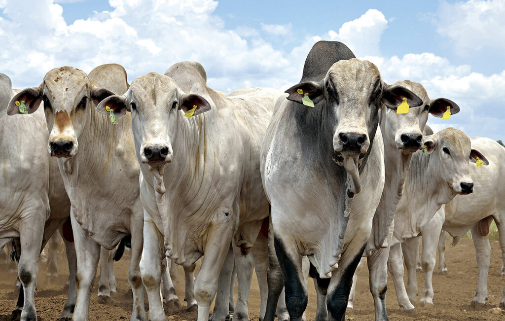 Fileira de gado branco em sobre terra marrom em propriedade de bovinocultura