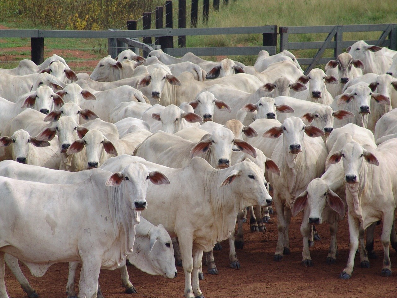 genetica-tecnologia-pecuaria-de-leite