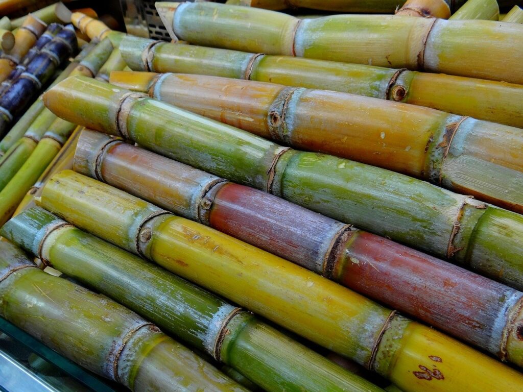 Pedaços de cana verdes, amarelos e marrons em mercado de cana