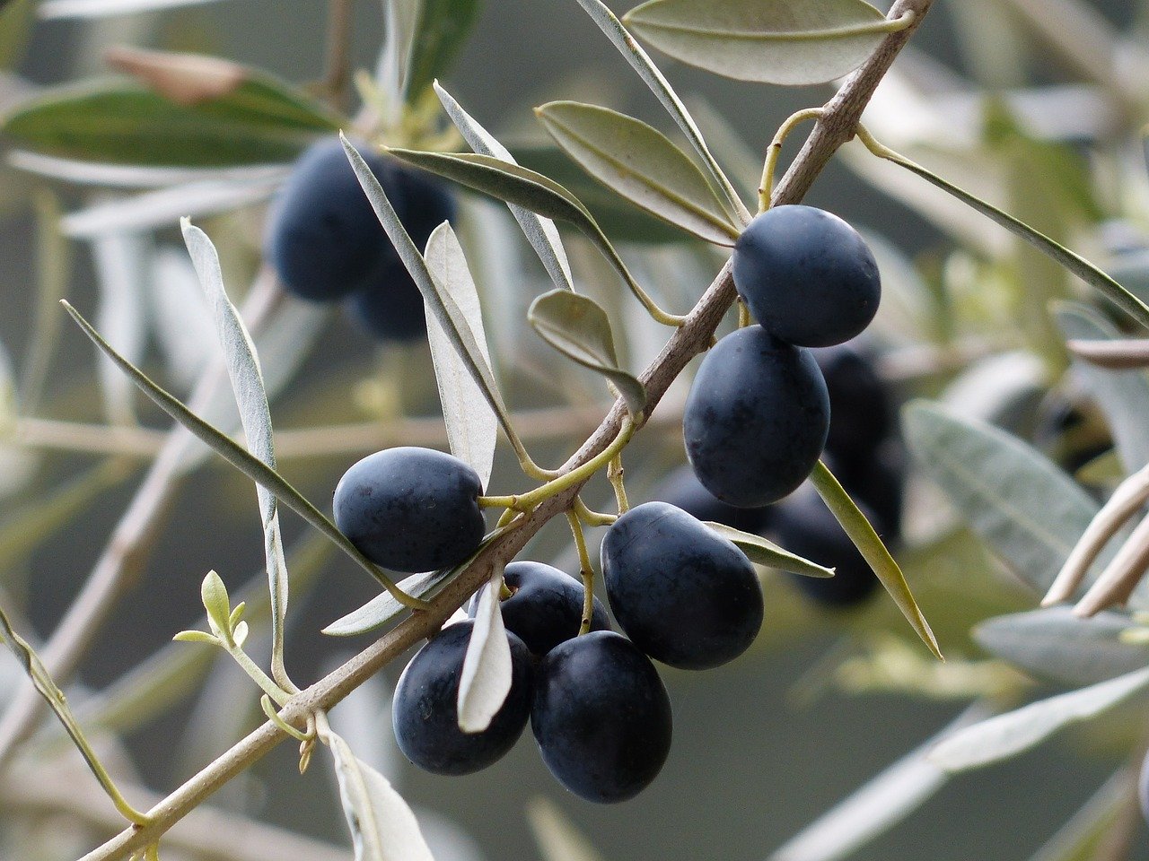 Azeitonas pretas em ramos de oliveira verde escuro