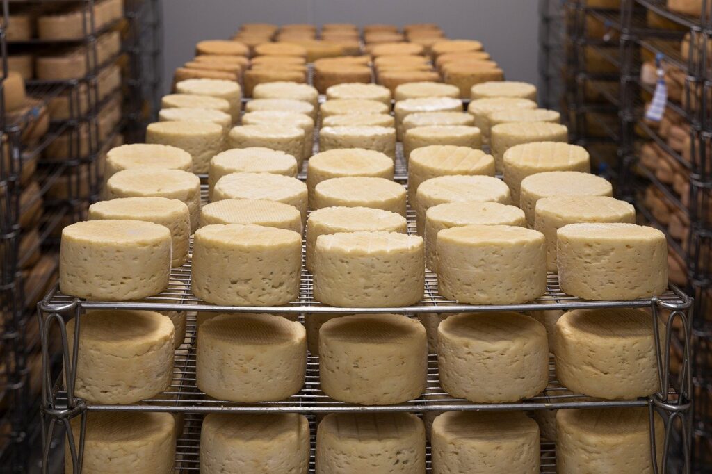 Peças inteiras de queijo expostas em prateleiras de armazém
