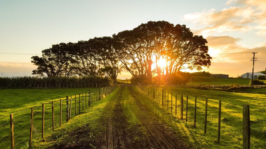 Paisagem de fazenda de turismo rural, com estrada de terra marrom no meio e pastos verdes nas laterias e pôr-do-sol entre copa de árvores