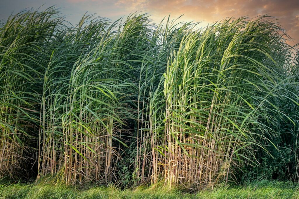 Cana-de-açúcar em área de arrendamento