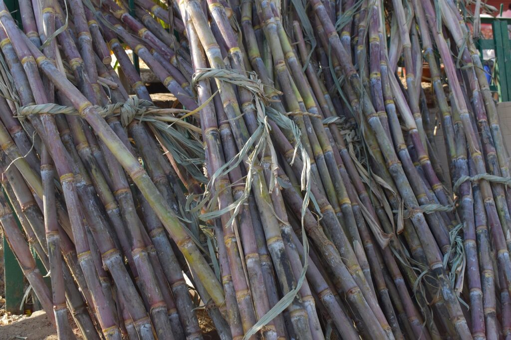 Cana-de-açúcar marrom amarrada