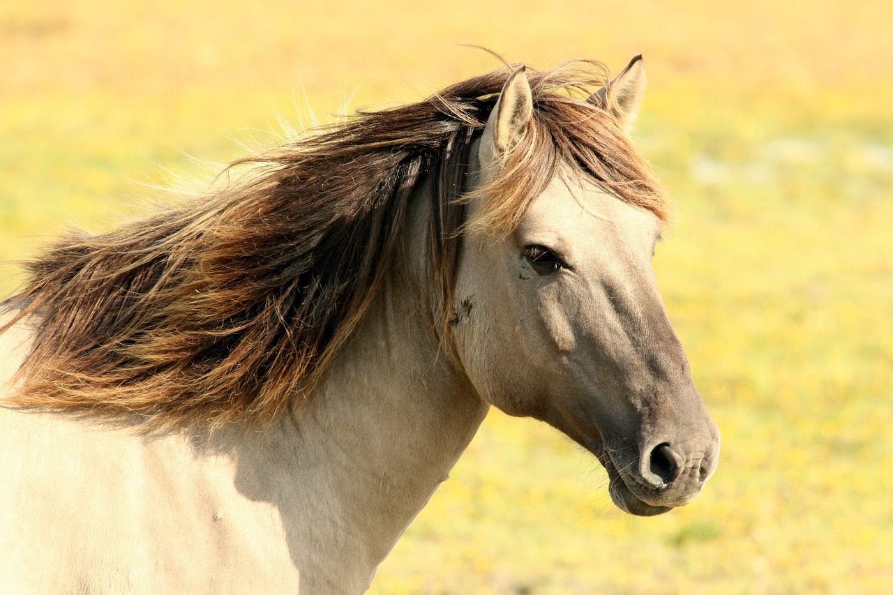 Cavalo pardo para doma racional