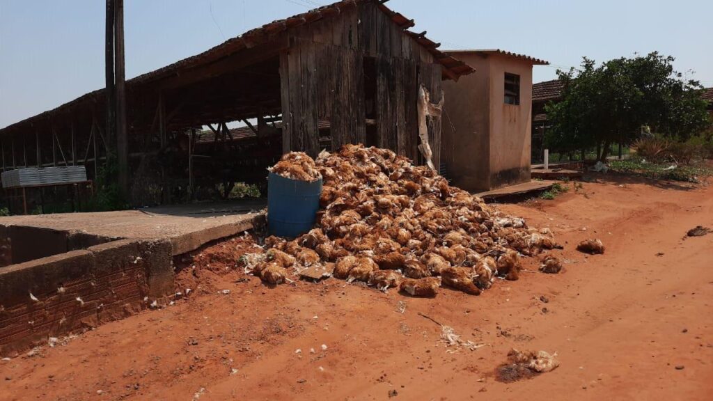 Frangos mortos em granja de Barretos