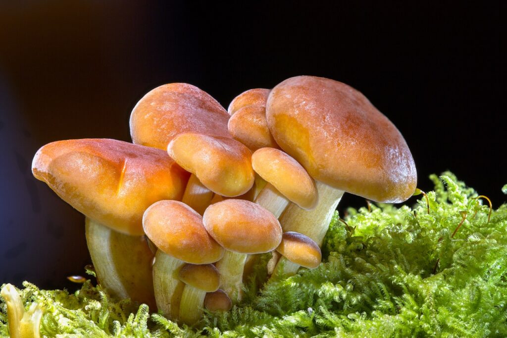 Cogumelos na cor caramelo