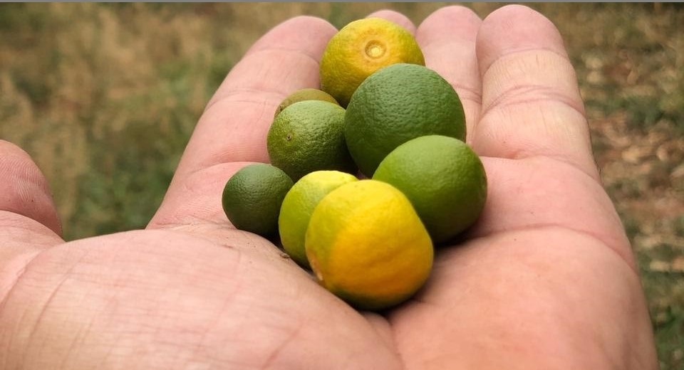 Laranja pequena em Aguaí