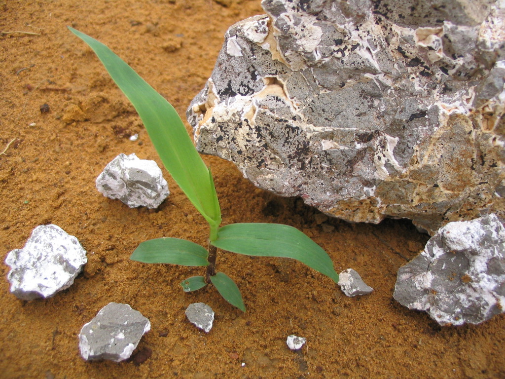 Terra marrom, grama e rochagem