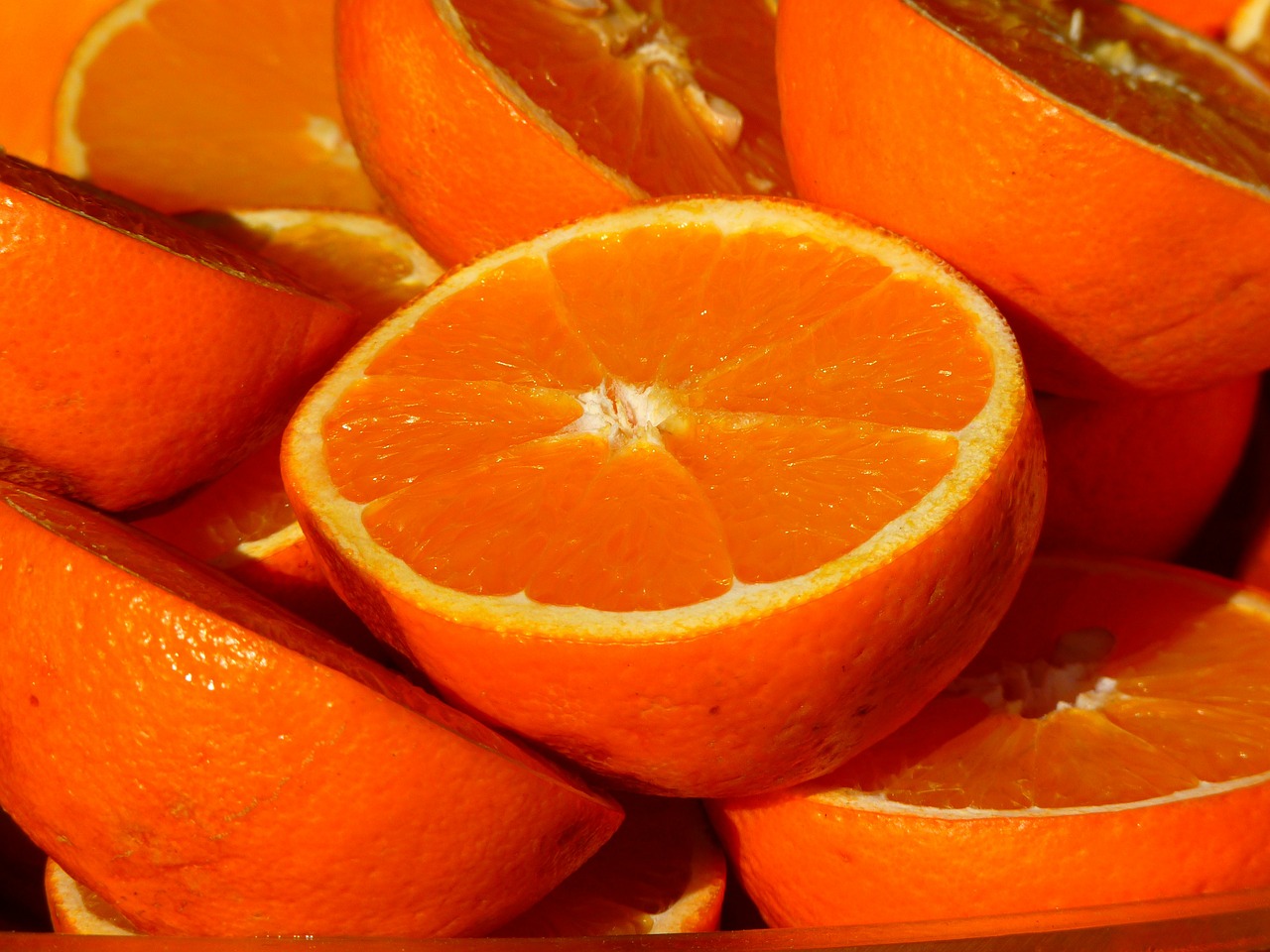 Colheita de laranjas na Flórida