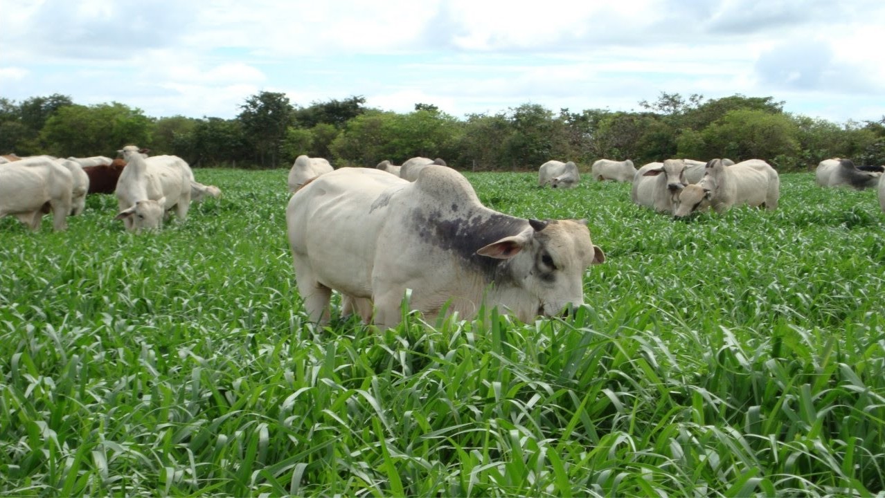 tipos-de-alimentacao-volumosa-dia-de-campo-seguro