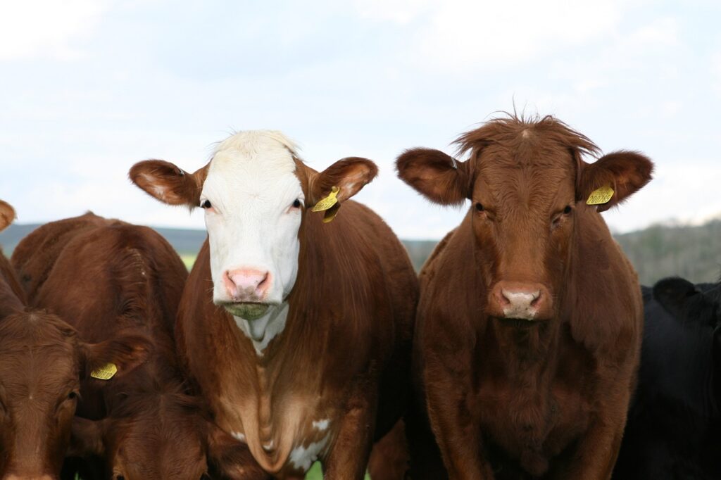 Vacinação de bovinos e bubalinos contra febre aftosa