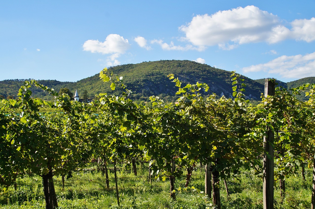 Parreiras em Itobi são opção de turismo rural