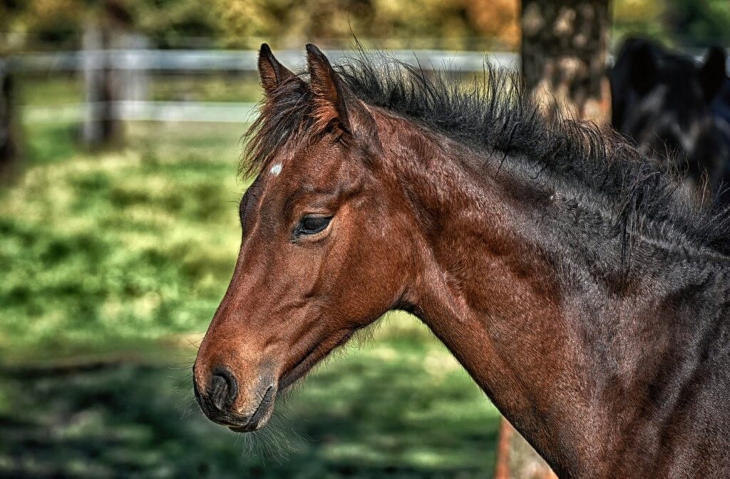 Cavalo em doma racional