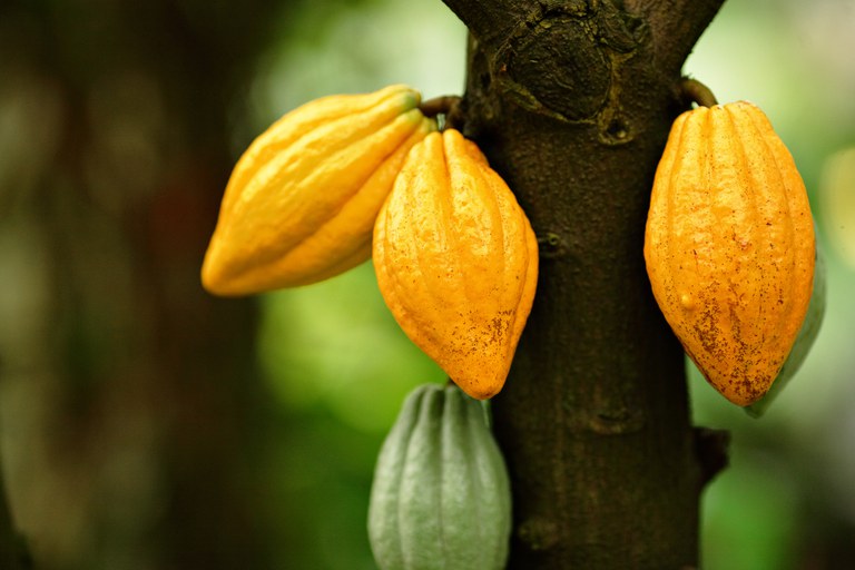 O cacau foi o produto que apresentou o melhor desempenho na agropecuária