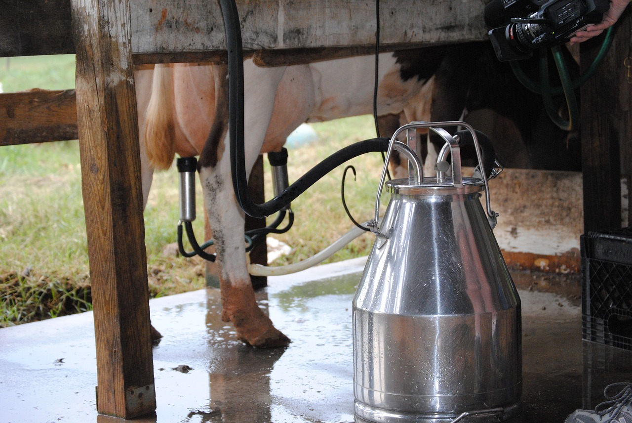 Prevenção da Mastite e Alimentação do Gado de Leite são os temas principais do Dia de Campo Seguro em Santa Rita do Passa Quatro