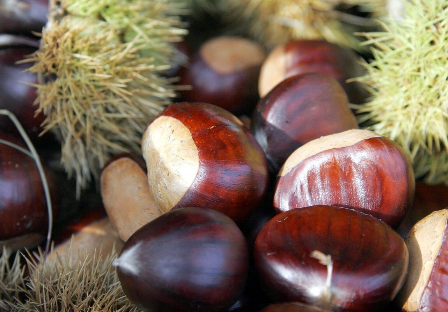 Tradicional nas festas de final de ano, castanha portuguesa ganha espaço no agro paulista