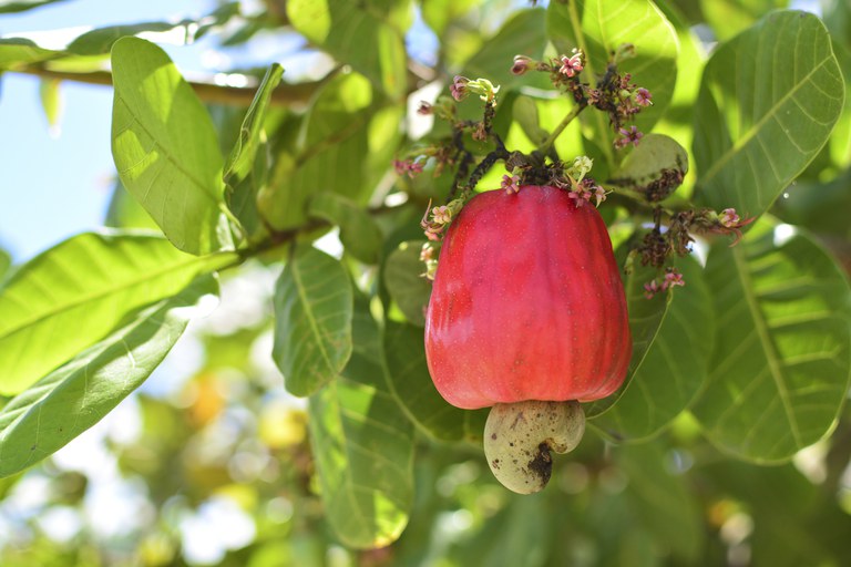 Cultivo do caju passa a contar com Zoneamento Agrícola de Risco Climático