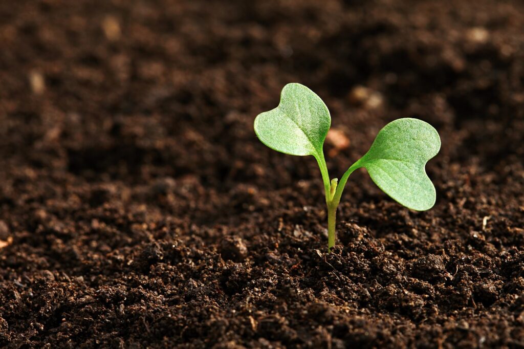 Dia mundial do solo: 3 passos para melhorar a fertilidade da terra