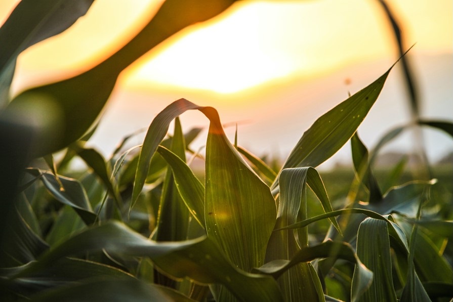 Fundação de Apoio à Pesquisa Agropecuária faz alerta para as condições climáticas para 2021