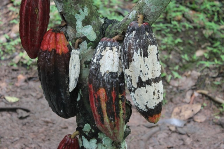 Mapa estabelece ações de prevenção a pragas que podem afetar a fruticultura nacional