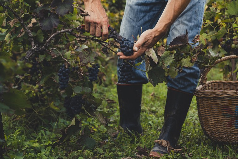 Produtores de uvas e vinhos devem se cadastrar até maio em novo sistema do Mapa