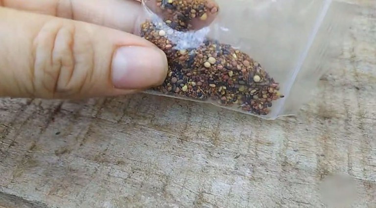 Análise mostra que sementes recebidas por brasileiros contêm pragas que não existem no país
