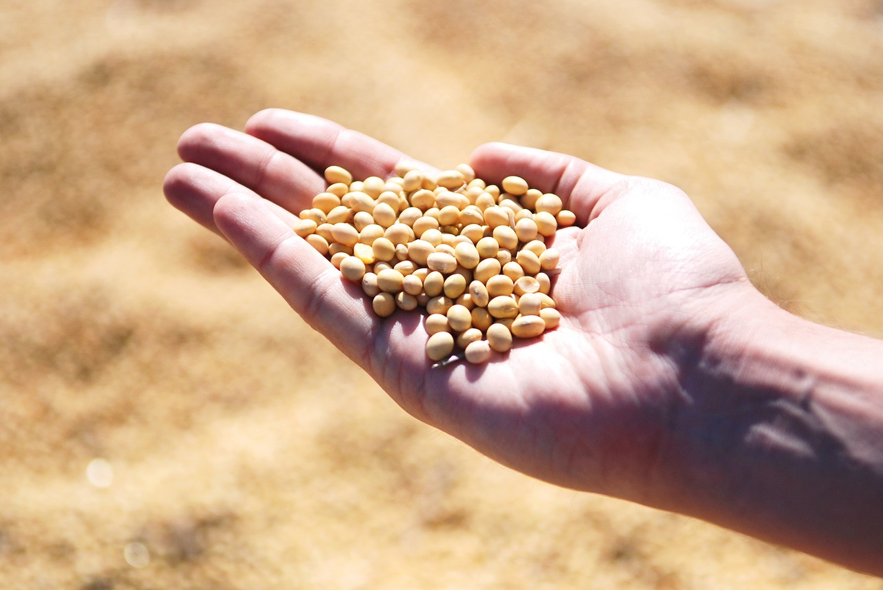 Mais de 10 mil agricultores familiares participam de projeto-piloto de seguro rural