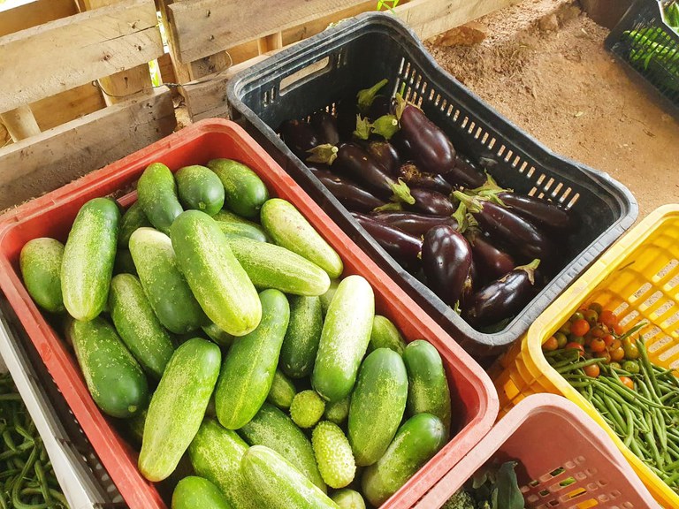 Força-tarefa do Mapa fiscaliza alimentos orgânicos no estado de São Paulo